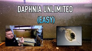 How I Raise Daphnia Water Fleas And You Can Too [upl. by Artinahs]