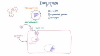 Influenza A and B Infection and Replication [upl. by Socem486]