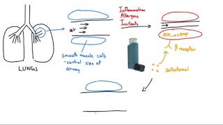 Salbutamol Ventolin Explained in 2 Minutes [upl. by Bilbe]