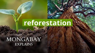 What is reforestation  Mongabay Explains [upl. by Heinrick140]