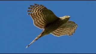 Sparrowhawk Bird Call Bird Song [upl. by Atileda274]