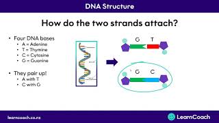 NCEA Science Level 1 Biology DNA Structure and Alleles [upl. by Noled191]