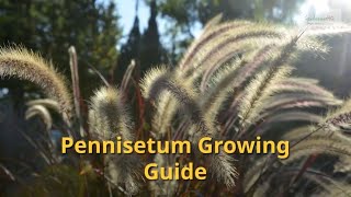 Pennisetum Growing Guide Fountain Grass by GardenersHQ [upl. by Neillij]