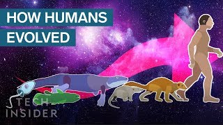 Incredible Animation Shows How Humans Evolved From Early Life [upl. by Lotsirb]