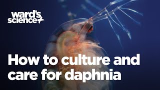 Caring and Culturing for Daphnia [upl. by Sabsay]