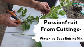 How to grow passionfruit from cuttings Water vs Seed Raising Mix [upl. by Ahtram]