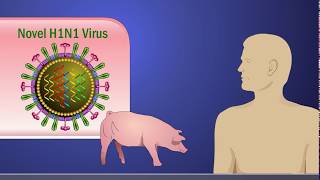 Antigenic Shift and the H1N1 Influenza A Virus [upl. by Oiracam]