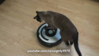 Cat shows HOW TO use iRobot Roomba Vacuum [upl. by Hawkins]