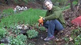 How to Transplant and or Spliting the Garden Plant quotAutumn Joy SedumquotSedum [upl. by Annola]