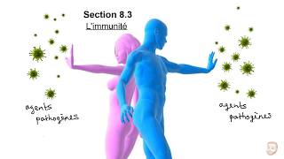 Le système immunitaire [upl. by Yeslek]