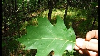 Tree Identification  Northeastern Hardwoods [upl. by Relyt948]