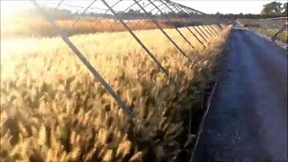 Best Ornamental Grasses  Pennisetum Hameln Fountain Grass [upl. by Oel789]