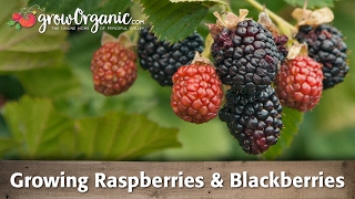 Growing Raspberries and Blackberries Organically [upl. by Inohs291]