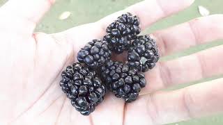 Boysenberry plant  grow care amp harvest Eat a lot [upl. by Atsed]