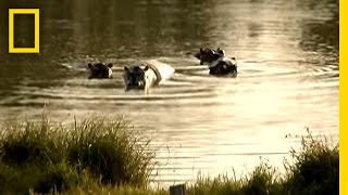 Pablo Escobars Hippos  National Geographic [upl. by Mcloughlin]