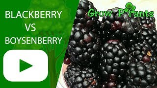 Blackberry VS Boysenberry  What is better to grow [upl. by Krutz]