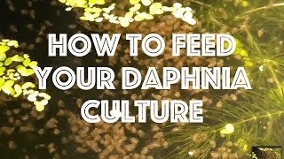 How To Feed Your Daphnia Culture [upl. by Krik]