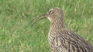 Curlew calling 3 [upl. by Neau759]