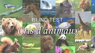 BLIND TEST  Cris danimaux [upl. by Leventis915]