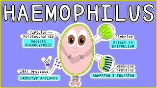 Haemophilus Microbiology Morphology Pathogenesis Diagnosis Treatment [upl. by Nit]