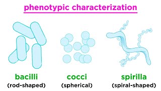 Bacteria Definition amp Types  Primary School Science Animation [upl. by O'Donovan]