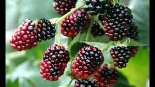 How to Plant a Boysenberry Plant [upl. by Stu463]