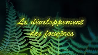 Le développement des fougères [upl. by Tad]