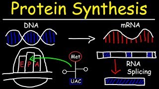 Transcription and Translation  Protein Synthesis From DNA  Biology [upl. by Lugar]