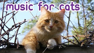 EXTREMELY Soothing Cat Therapy Music  Relax Your Cat [upl. by Drice]