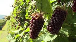 BerriQi  Visit to Boysenberry New Zealand Fruit Farm with Julian Raine [upl. by Kieffer]