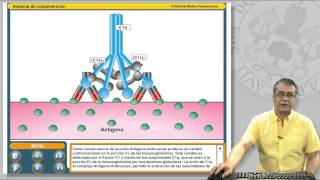 111 EL SISTEMA DE COMPLEMENTO Y SUS RECEPTORES [upl. by Adao]