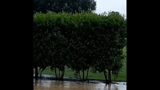 Green Buttonwood Conocarpus erectus for a Wide Hedge [upl. by Asante]