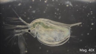 Daphnia magna under the Microscope [upl. by Sousa]