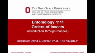 Entomology 1111  2018  Lecture 06  Introduction to the Hexapoda insects  part 1 [upl. by Delastre]