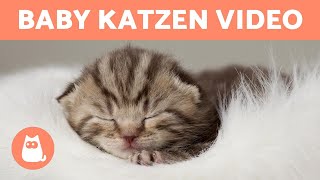 BABY KATZEN Video 😻 Lustige amp Süße KATZEN [upl. by Viscardi]