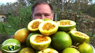 5 Tips How To Grow a Ton of Passionfruit From ONE Passion Fruit [upl. by Euqirne]