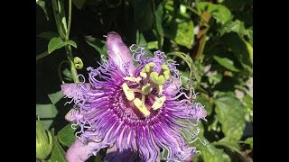 Passion Flower Identification Tincture amp Tea Preparation [upl. by Walton]