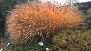 Low WaterDrought Tolerant Grasses [upl. by Felike]