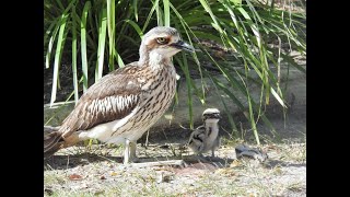 Tweed’s Curlew Coast – Living with Bush Stonecurlews [upl. by Yaron]