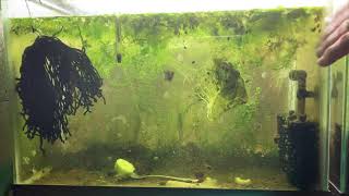 Scuds Daphnia Cherry Shrimp Copepods My aquatic food culture [upl. by Cleodal531]