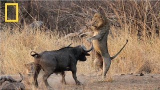 National Geographic  Lion vs Buffalo  Nat Geo Documentary [upl. by Amis]