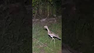 Clumsy Bush stone  Curlew Bird Australia Shorts Curlew [upl. by Notsirt]