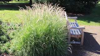 Pennisetum Fairy Tails  Evergreen Fountain Grass [upl. by Kelwin]