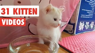 31 Funny Kittens  Cat Video Compilation 2017 [upl. by Armat722]