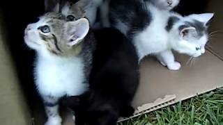 10 Kittens 1st Day Outside  Cute Cats Playing  Adorable Animals [upl. by Frances]