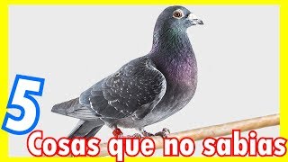 5 CURIOSIDADES SOBRE LAS PALOMAS [upl. by Neitsirhc]