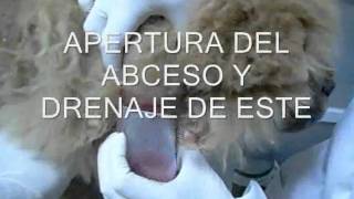 CASO CLINICO DRENAJE DE ABCESO EN PERRO [upl. by Nett27]