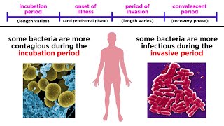 Bacterial Infections in Humans [upl. by Booma146]