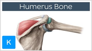 Humerus Bone  Anatomy Definition amp Function  Human Anatomy  Kenhub [upl. by Bikales]