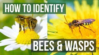 Bee or Wasp How to Identify Bees and Wasps [upl. by Kelwunn]